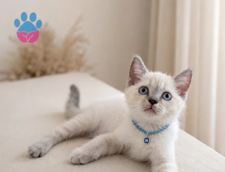 Mavi Boncuk British Shorthair Erkek Bebeğimiz