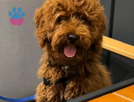 TOY POODLE 4 AYLIK Dişi - 6772