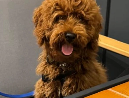 TOY POODLE 4 AYLIK Dişi - 6772