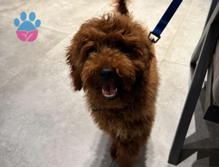 TOY POODLE 4 AYLIK Dişi