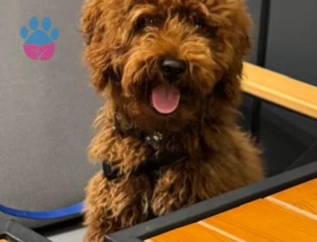 TOY POODLE 4 AYLIK Dişi