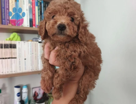 Toy poodle yavrularımız 2 Aylık - 6773