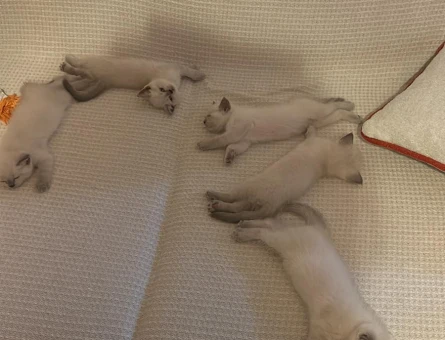 British Shorthair 3 Aylık Yuva Arıyoruz - 6777