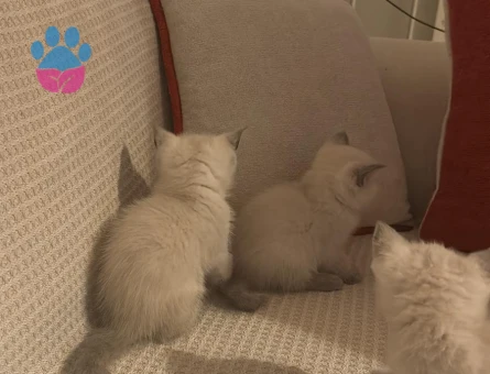 British Shorthair 3 Aylık Yuva Arıyoruz