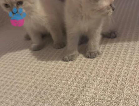 British Shorthair 3 Aylık Yuva Arıyoruz