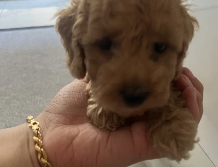 Toy poodle sahiplendirme 2 Aylık - 6778