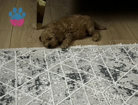Toy poodle sahiplendirme 2 Aylık