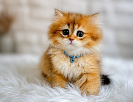 British Longhair Golden Erkek Masumluk Abidesi - 6780