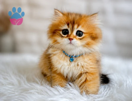 British Longhair Golden Erkek Masumluk Abidesi