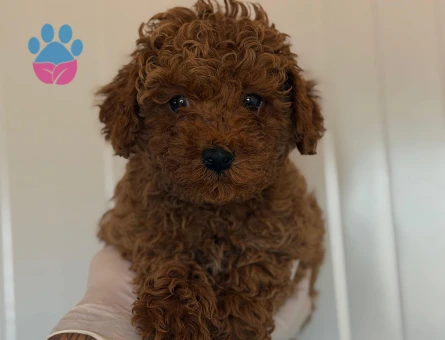 Toy poodle bebekler 3 Aylık Yuva Arıyor - 6779