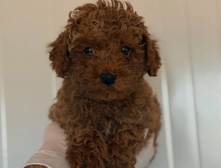 Toy poodle bebekler 3 Aylık Yuva Arıyor - 6779