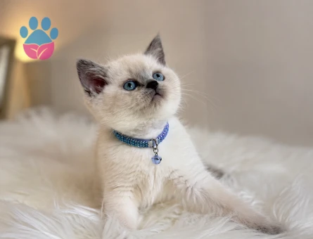British Shorthair Bluepoint Mavi Gözlü Prens - 6782