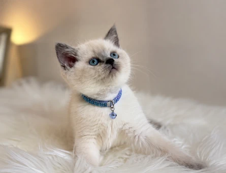 British Shorthair Bluepoint Mavi Gözlü Prens - 6782