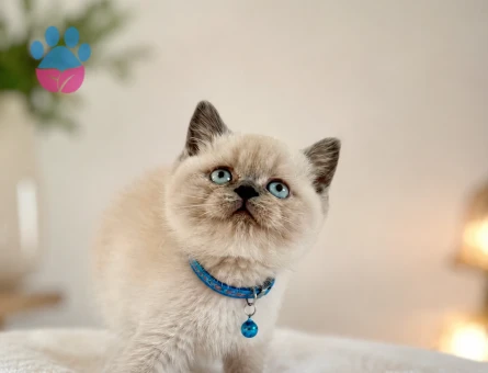 Bluepoint British Shorthair Tombiş Yavrumuz - 6783