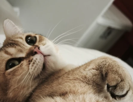 British Shorthair 1 Yaşında Yuva Arıyor - 6784