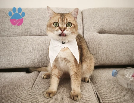 British Shorthair 1 Yaşında Yuva Arıyor