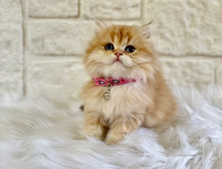 British Longhair Minik Prensesimiz - 6786