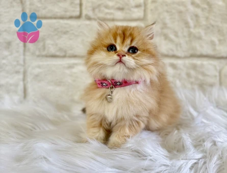 British Longhair Minik Prensesimiz