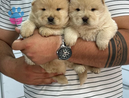 Chow Chow 2 Aylık Yuva Arıyor