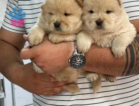 Chow Chow 2 Aylık Yuva Arıyor - 6785