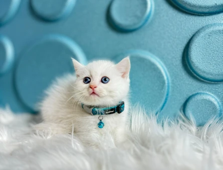 British Shorthair Mavi Gözlü Erkek 2 Aylık