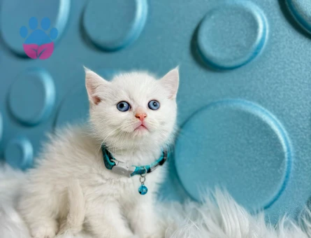 British Shorthair Mavi Gözlü Erkek 2 Aylık