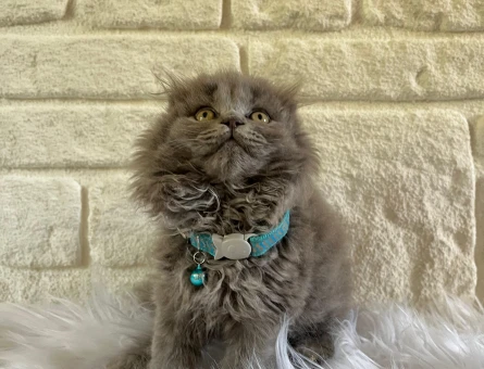 Scottish Fold Longhair Gri Erkek