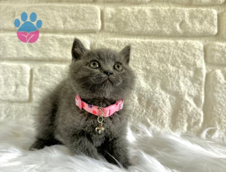 British Shorthair Gri 2 Aylık Dişi Top Kafa