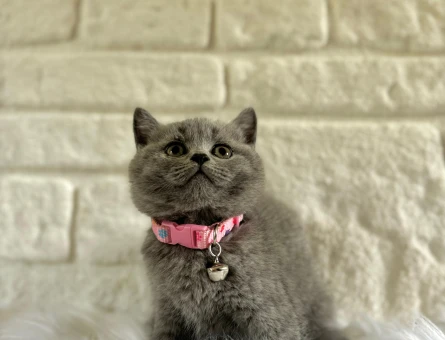British Shorthair Gri 2 Aylık Dişi Top Kafa