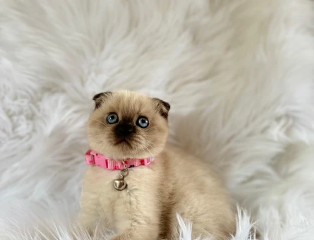 Scottish Fold Çikolata Point Dişi 2 Aylık