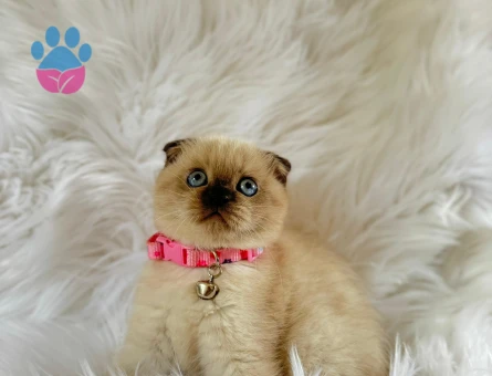 Scottish Fold Çikolata Point Dişi 2 Aylık