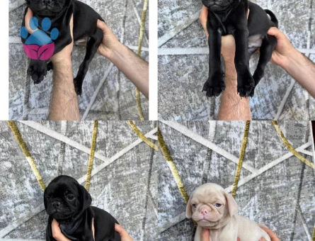 PİNK VE SİYAH PUG YAVRULARI - 8336