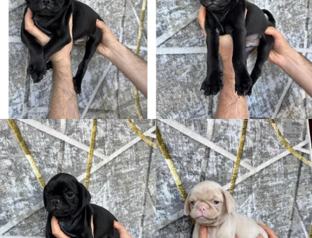 PİNK VE SİYAH PUG YAVRULARI - 8336