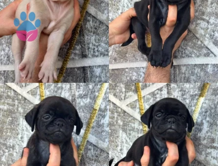 PİNK VE SİYAH PUG YAVRULARI - 8336 - Görsel 3