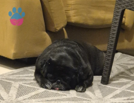 Pug cinsi siyah köpeğimi sahiplendirmek istiyorum - 8337 - Görsel 3