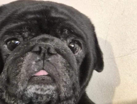 Pug cinsi siyah köpeğimi sahiplendirmek istiyorum - 8337