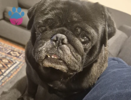 Pug cinsi siyah köpeğimi sahiplendirmek istiyorum - 8337 - Görsel 4