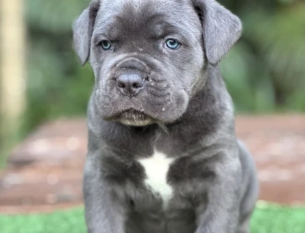Gücün ve Asaletin Simgesi: Özel Cane Corso Yavruları - 8338