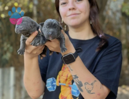 Gücün ve Asaletin Simgesi: Özel Cane Corso Yavruları - 8338 - Görsel 4