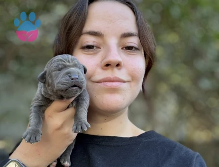Gücün ve Asaletin Simgesi: Özel Cane Corso Yavruları - 8338 - Görsel 5