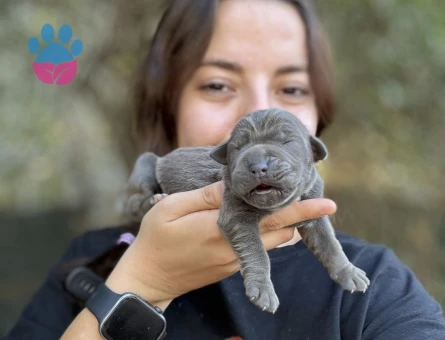 Gücün ve Asaletin Simgesi: Özel Cane Corso Yavruları - 8338 - Görsel 3