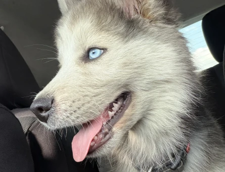 4 AYLIK YAVRU HUSKY - 8340