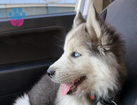 4 AYLIK YAVRU HUSKY - 8340 - Görsel 3