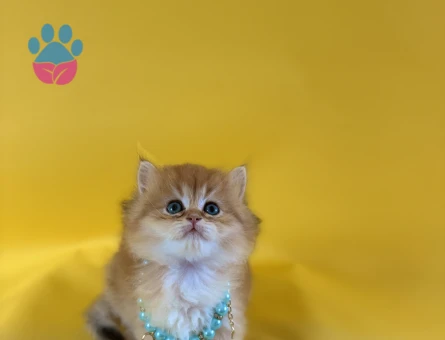 British Longhair Golden Erkek Güzelimiz - 8341