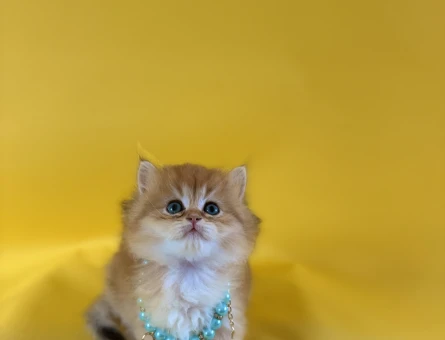 British Longhair Golden Erkek Güzelimiz - 8341