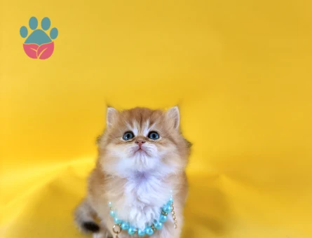 British Longhair Golden Erkek Güzelimiz - 8341 - Görsel 3