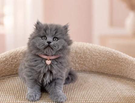 British Longhair Gri Dişi Yavrumuz Yeni Ailesini Bekliyor - 8342