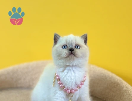 British Shorthair Dişi Blue Point Yavrumuz - 8343