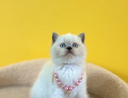 British Shorthair Dişi Blue Point Yavrumuz - 8343