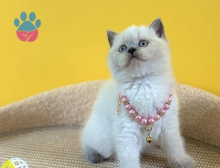 2 Aylık British Shorthair Blue Point Kızımız - 8344 - Görsel 4